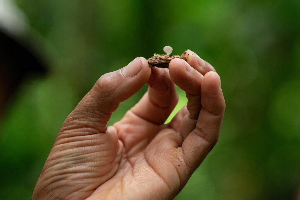 Vivência Forager no Sítio São José em Paraty