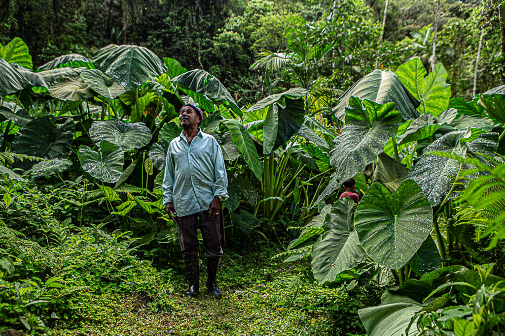 Vivência Forager no Sítio São José em Paraty