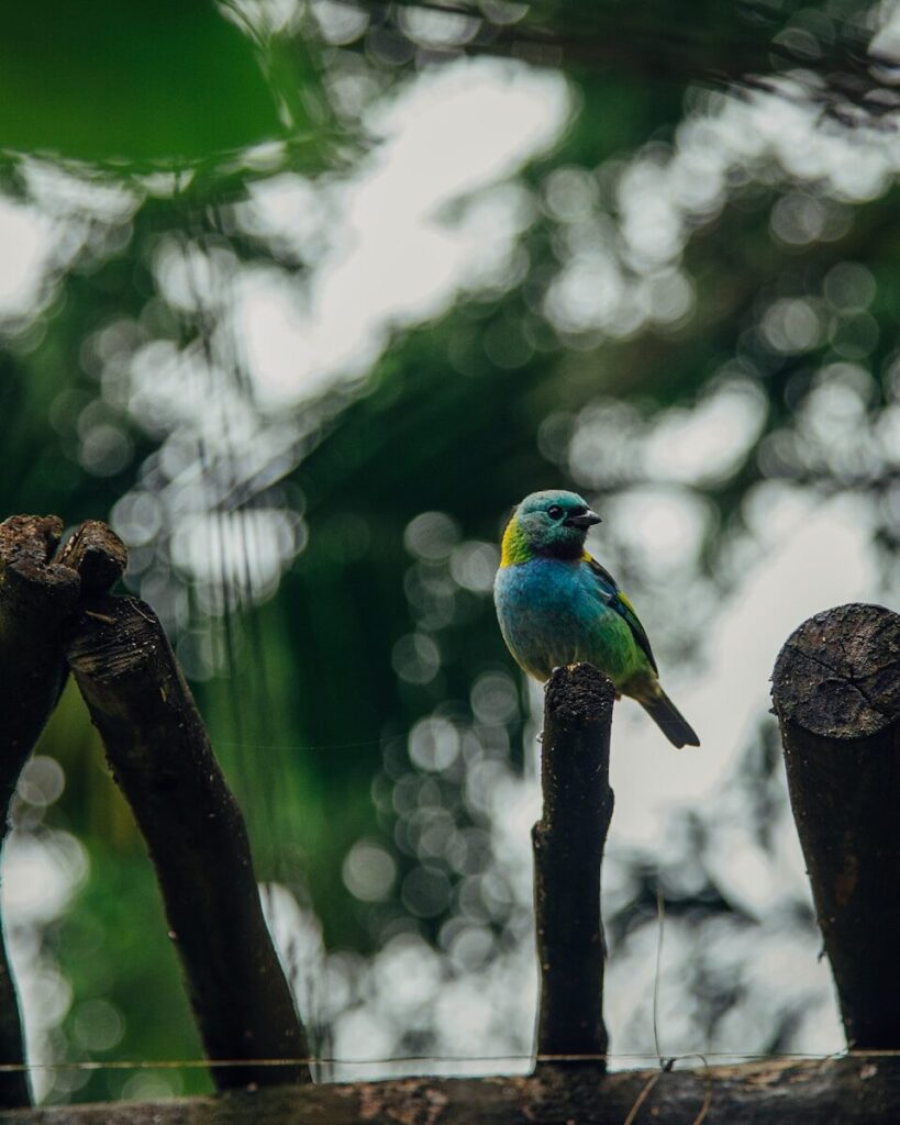 A colorful bird perched on a branch.
